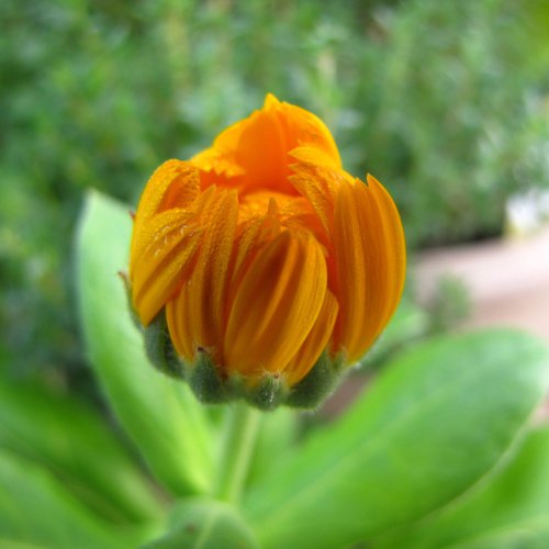 The miraculous unfolding of a Calendula blossom